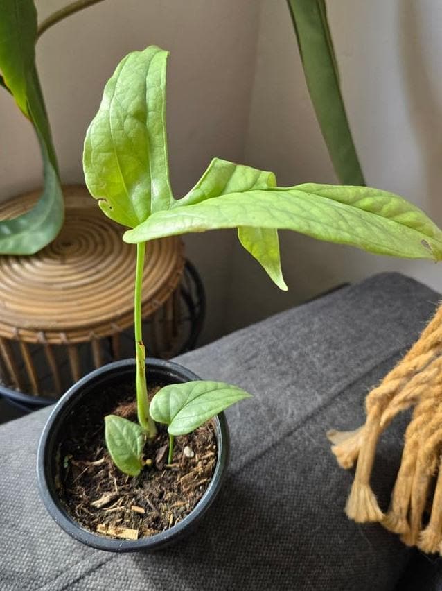 Amydrium Medium Silver Variegata node cutting