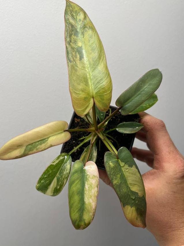 Philodendron Atabapoense Pink Variegata node cutting