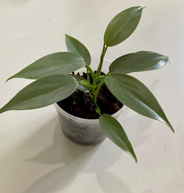 Philodendron Hastatum Silver Sword node cutting
