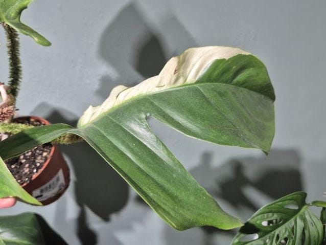 Philodendron Squamiferum Variegata node cutting