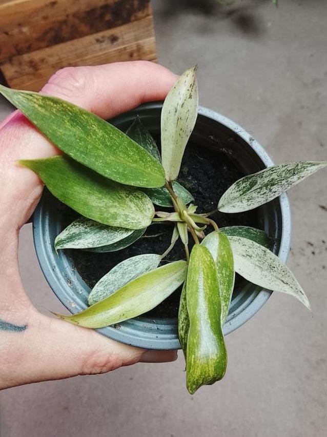Philodendron Joepii node cutting