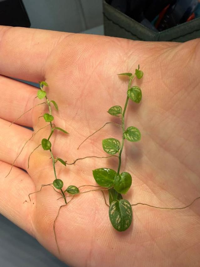 Philodendron Gold Dust node cutting