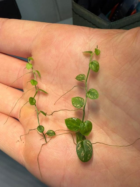 Philodendron Gold Dust node cutting