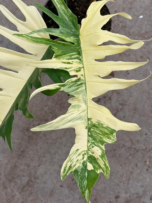 Philodendron Florida Beauty Variegata node cutting