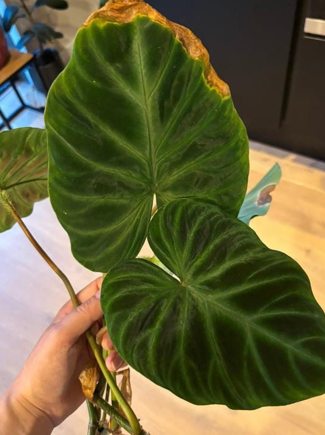 Philodendron Verrucosum node cutting