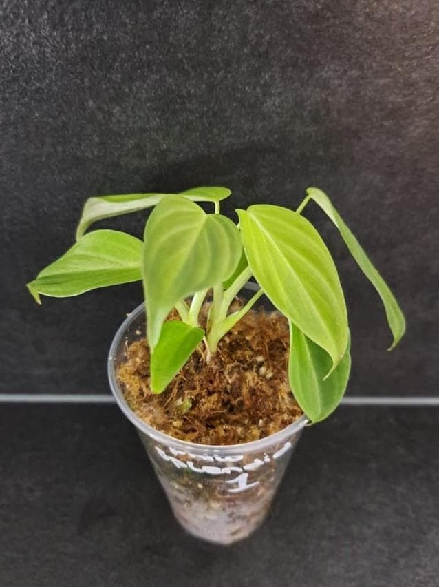 Philodendron Splendid node cutting