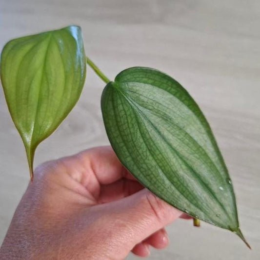 Philodendron Burle Marx Fantasy node cutting
