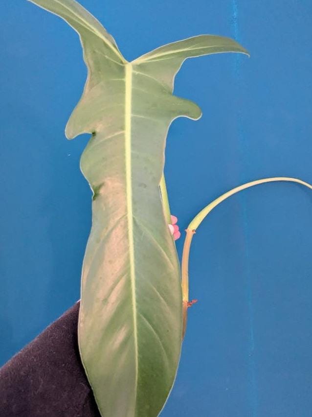 Philodendron Jerry Horne node cutting