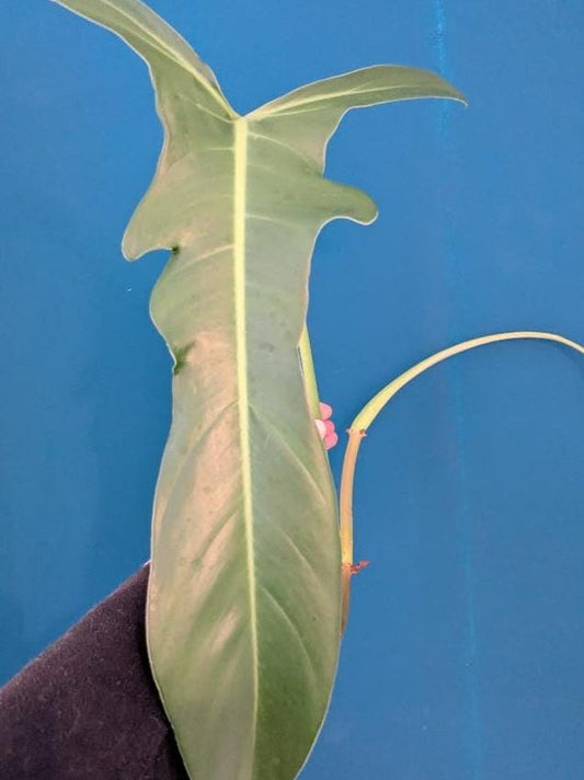 Philodendron Jerry Horne node cutting