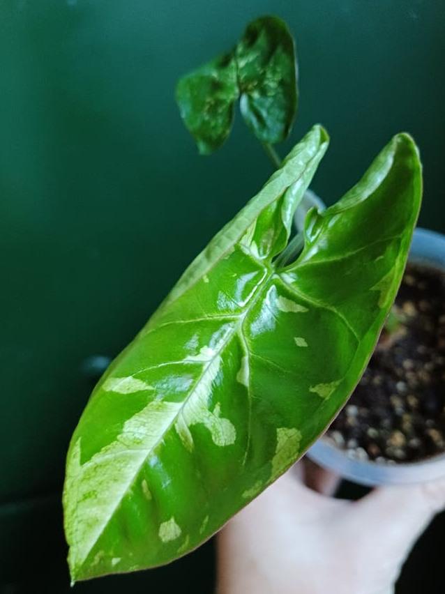 Syngonium Panda node cutting