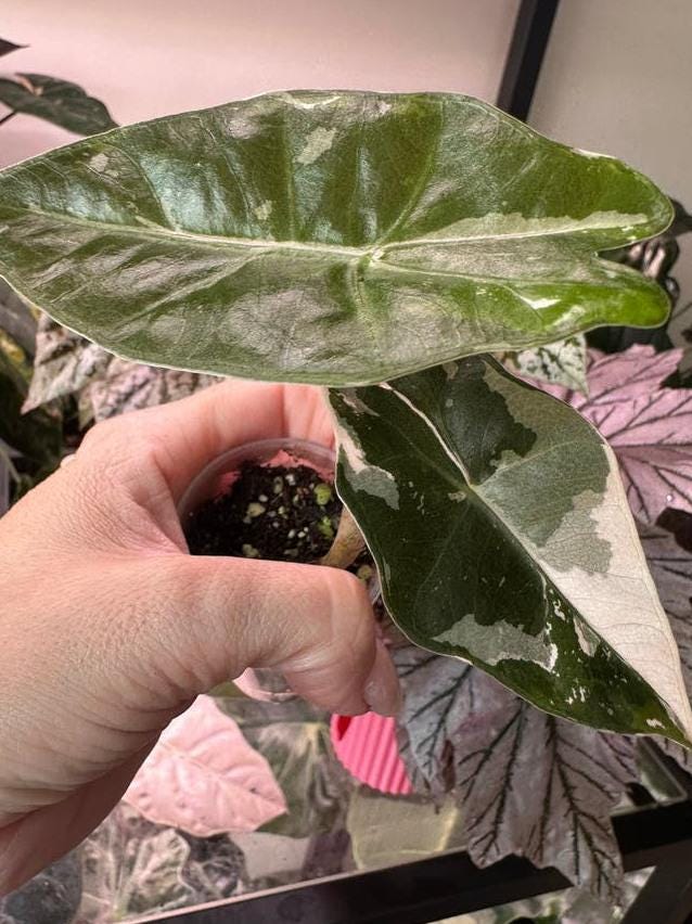 Alocasia Sanderiana Pink Albo Variegata bulb