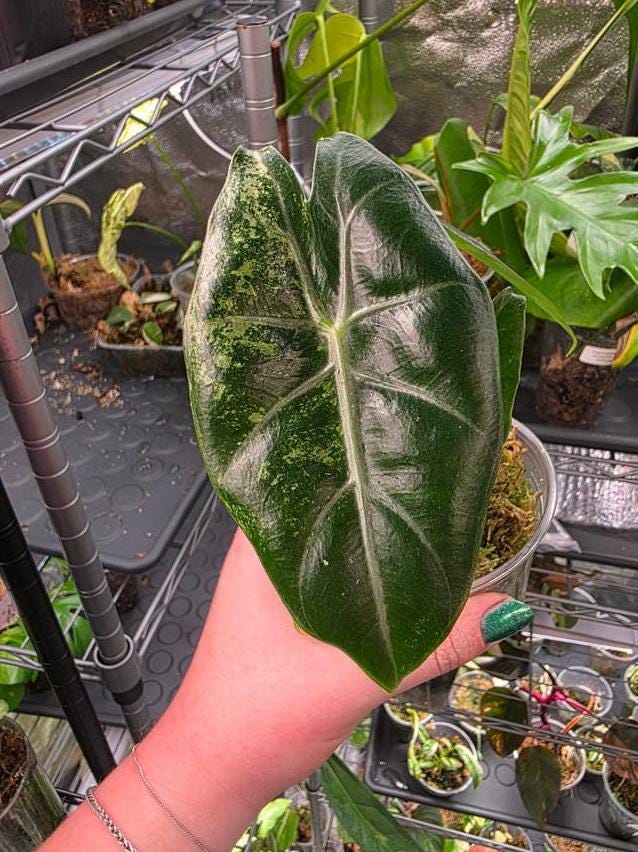 Alocasia Pink Dragon Albo Variegata bulb