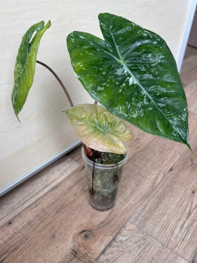 Alocasia Pink Dragon bulb