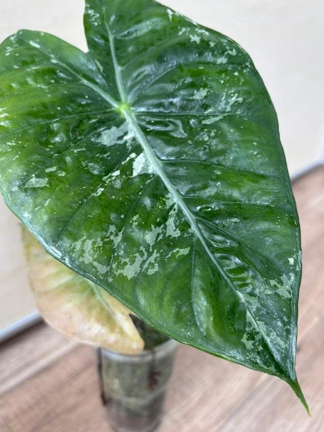 Alocasia Pink Dragon bulb