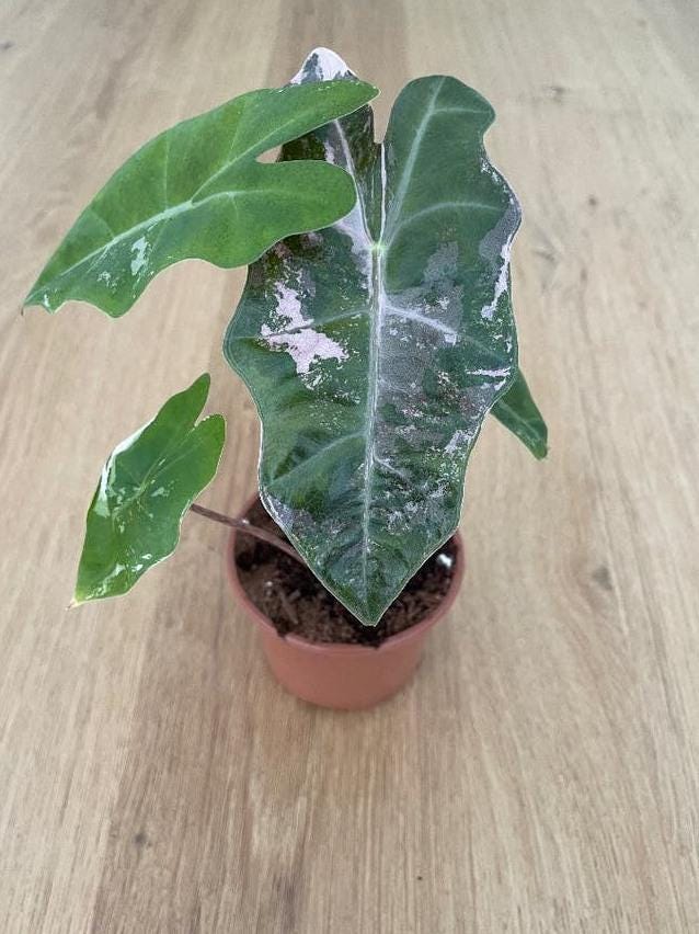 Alocasia Pseudo Sanderiana Pink Variegata bulb
