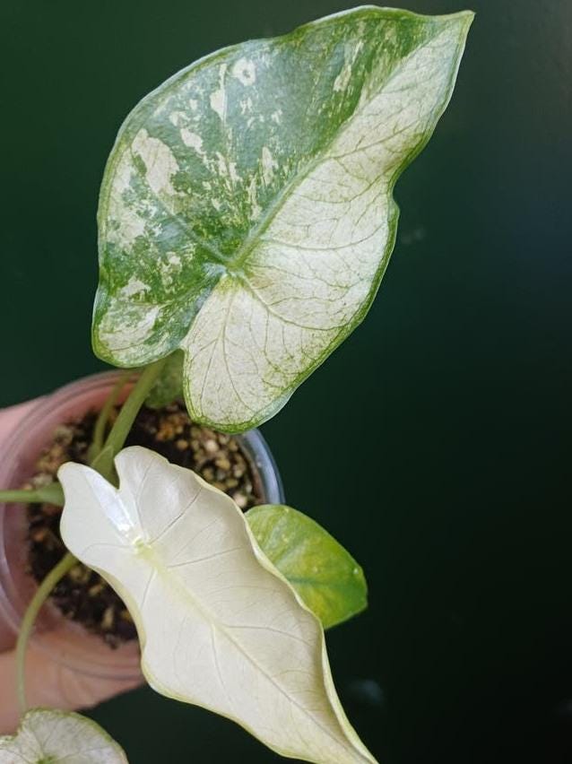Alocasia Gageana Albo Variegata bulb
