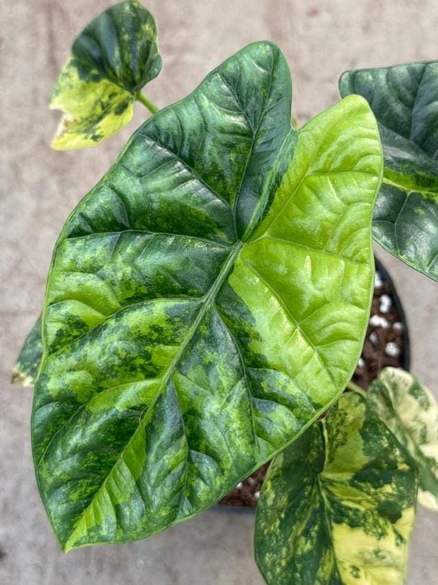 Alocasia Sinuata Aurea Variegata bulb