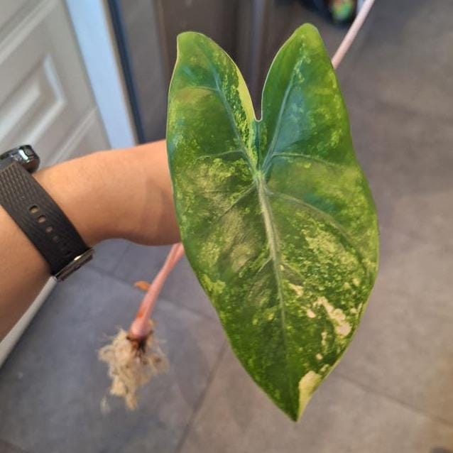 Alocasia Aurora Aurea Variegata bulb