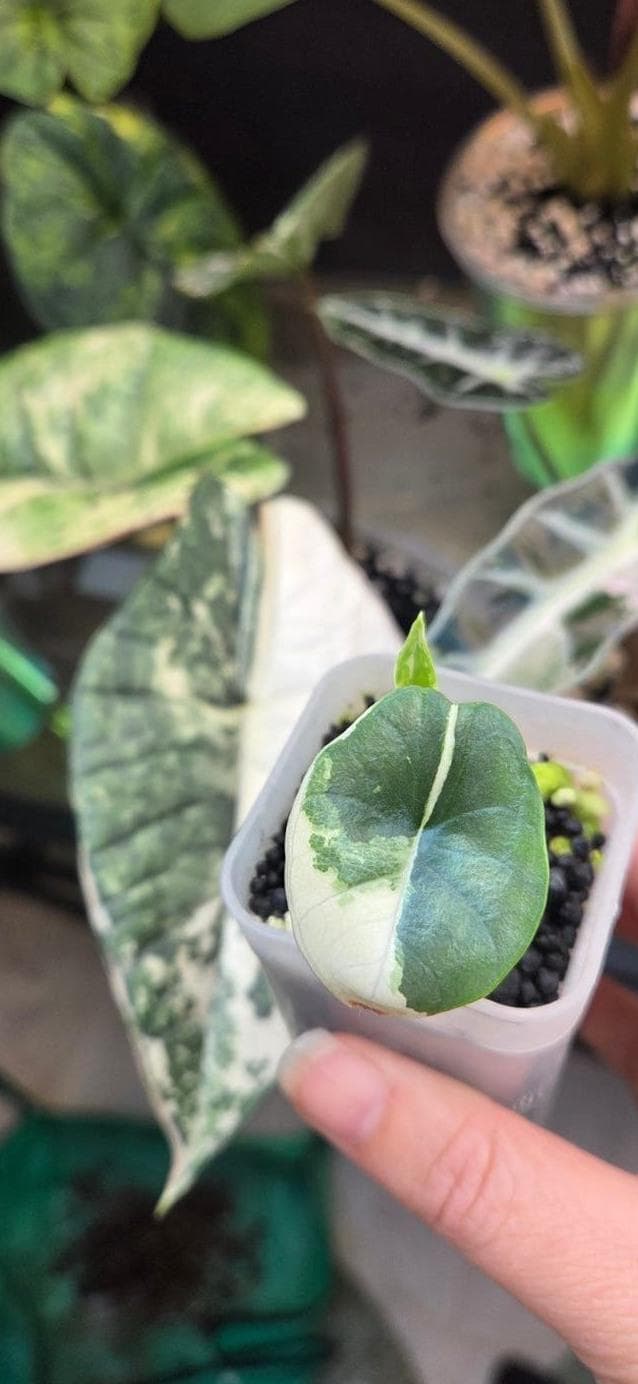 Alocasia Bisma Platinum Albo Variegata bulb