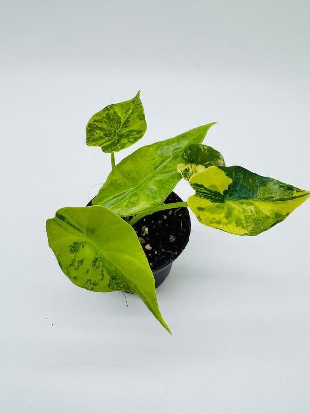 Alocasia Simpo Aurea Variegata bulb