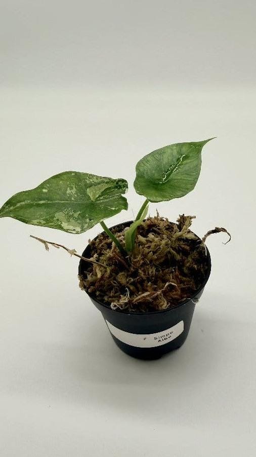 Alocasia Simpo Albo Variegata bulb