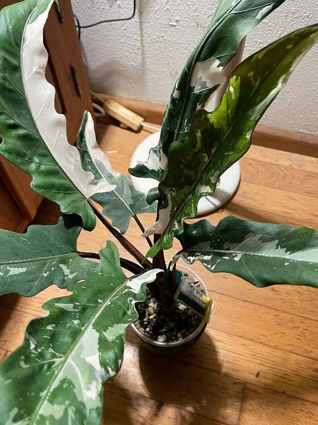 Alocasia Lauterbachiana Albo Variegata bulb