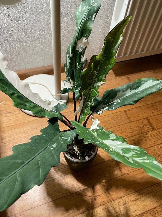 Alocasia Lauterbachiana Albo Variegata bulb