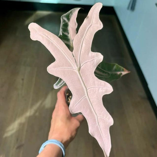 Alocasia Nobilis Pink Variegata bulb