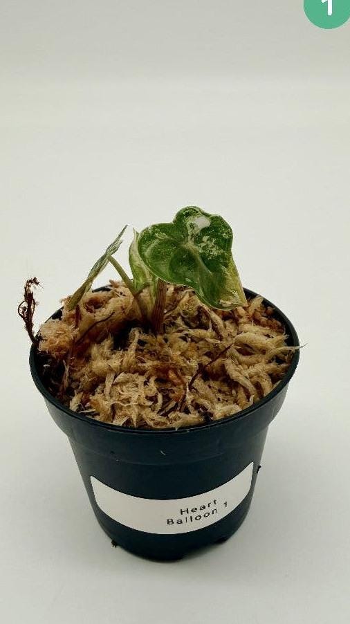 Alocasia Balloon Heart Variegata bulb