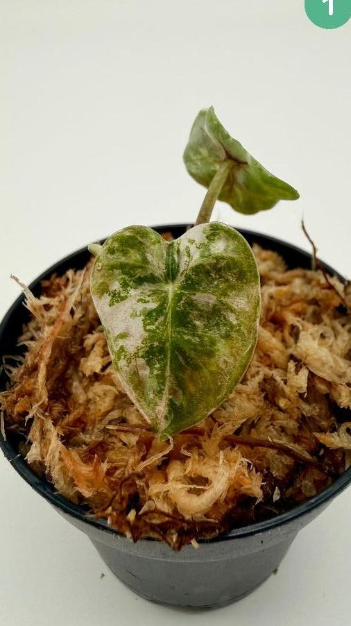 Alocasia Balloon Heart Variegata bulb