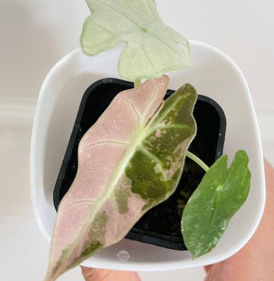 Alocasia Polly Pink Variegata bulb