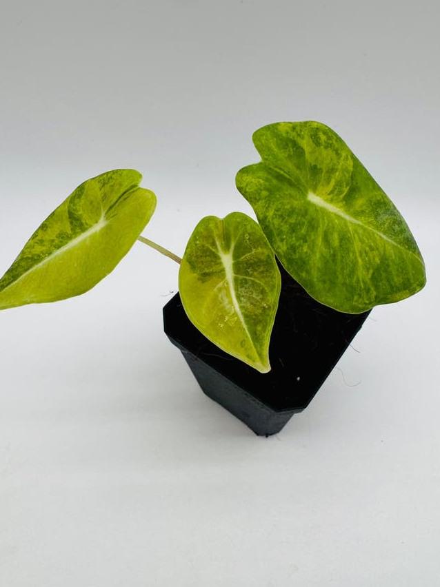 Alocasia Longiloba Variegata bulb
