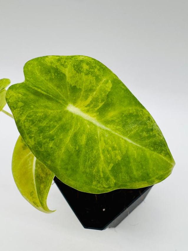 Alocasia Longiloba Variegata bulb