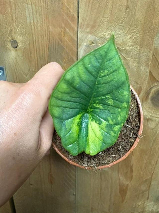 Alocasia Platinum Variegata bulb