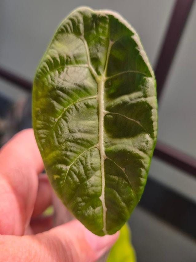 Alocasia Pride of Curup bulb