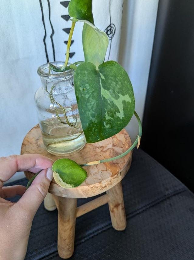 Scindapsus Jade Satin Creme Brulee node cutting