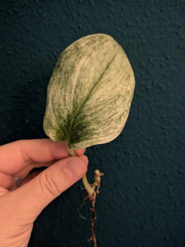 Scindapsus White Mint node cutting