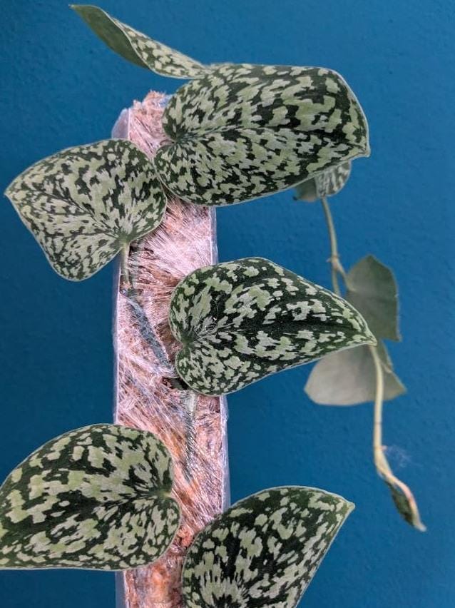 Scindapsus Tricolor Dark Form node cutting