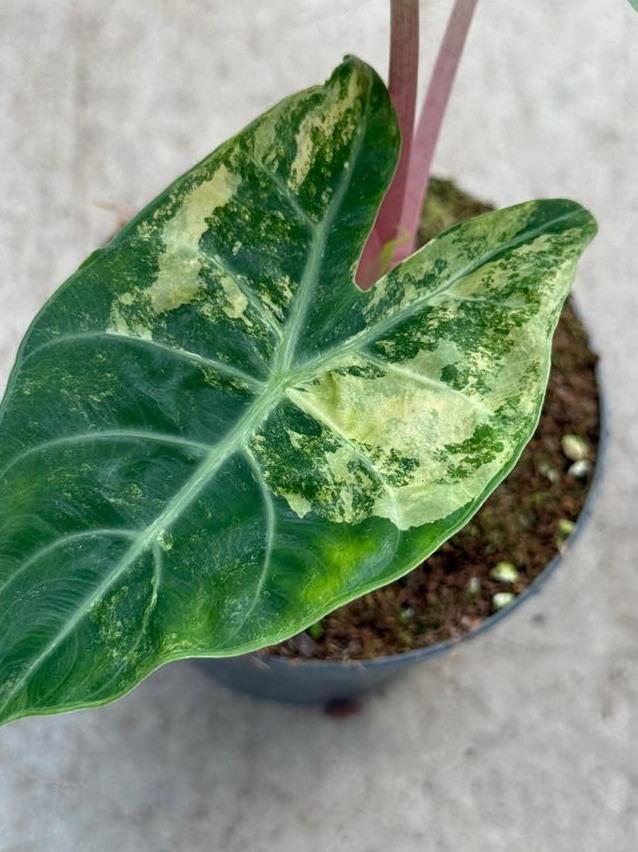 Alocasia Nairobi Nights Aurea Variegata bulb