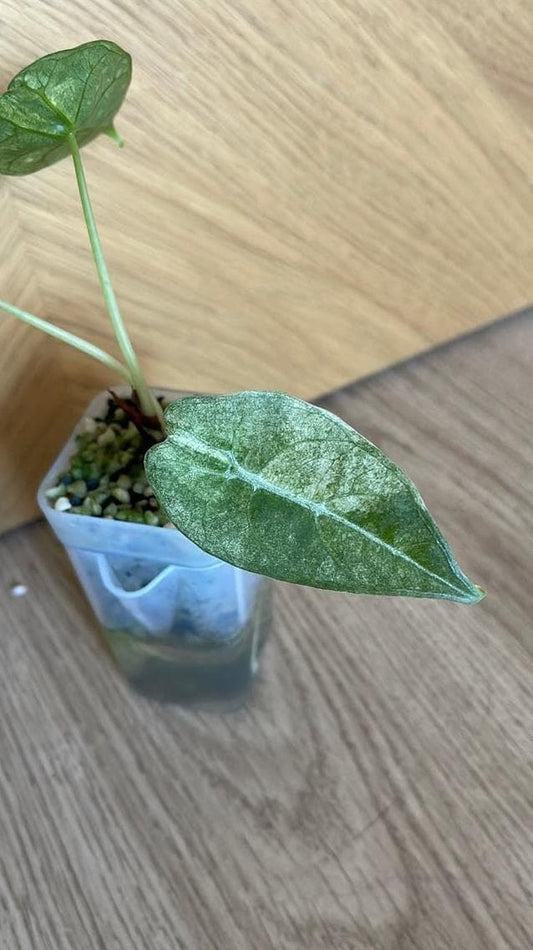 Alocasia Watsoniana bulb