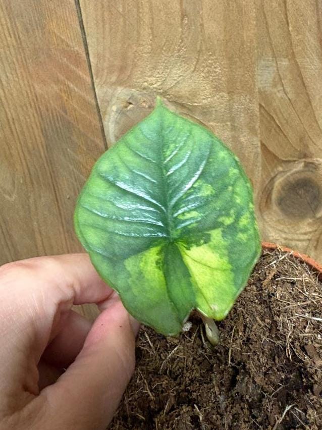 Alocasia Platinum bulb