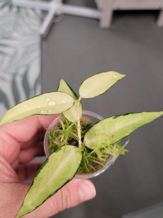 Hoya Burmanica Variegata node cutting