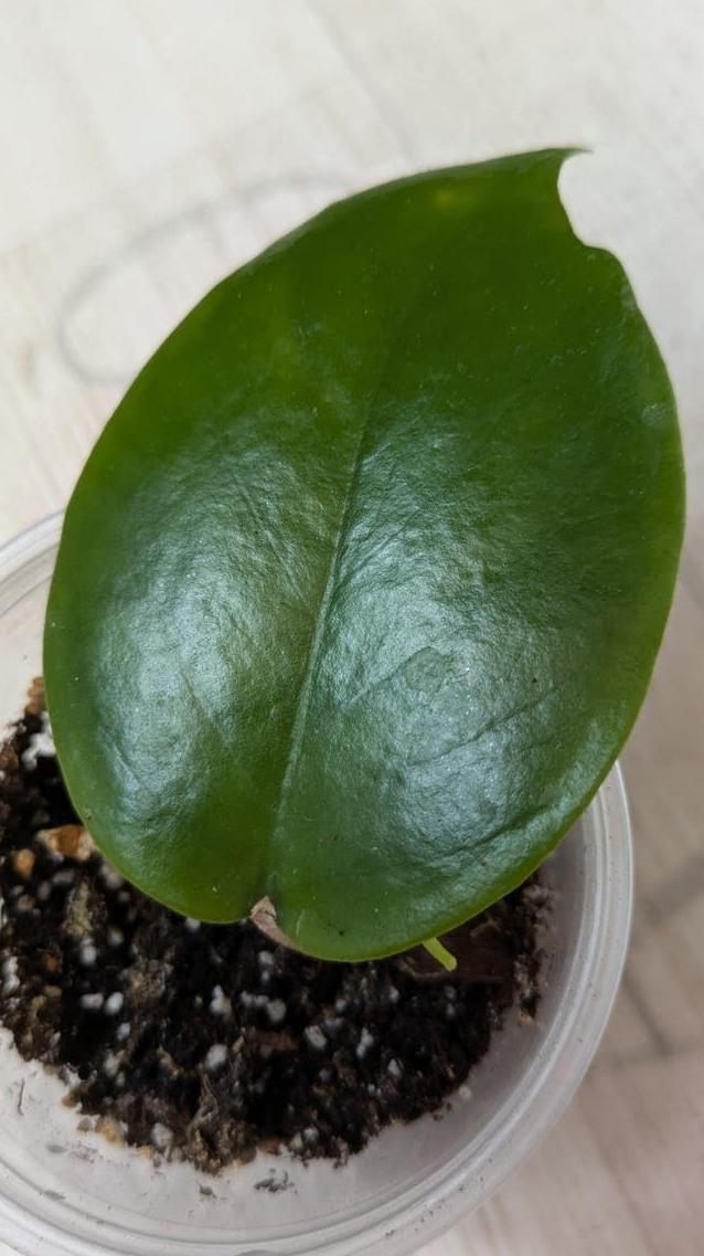 Hoya Cardiophylla node cutting