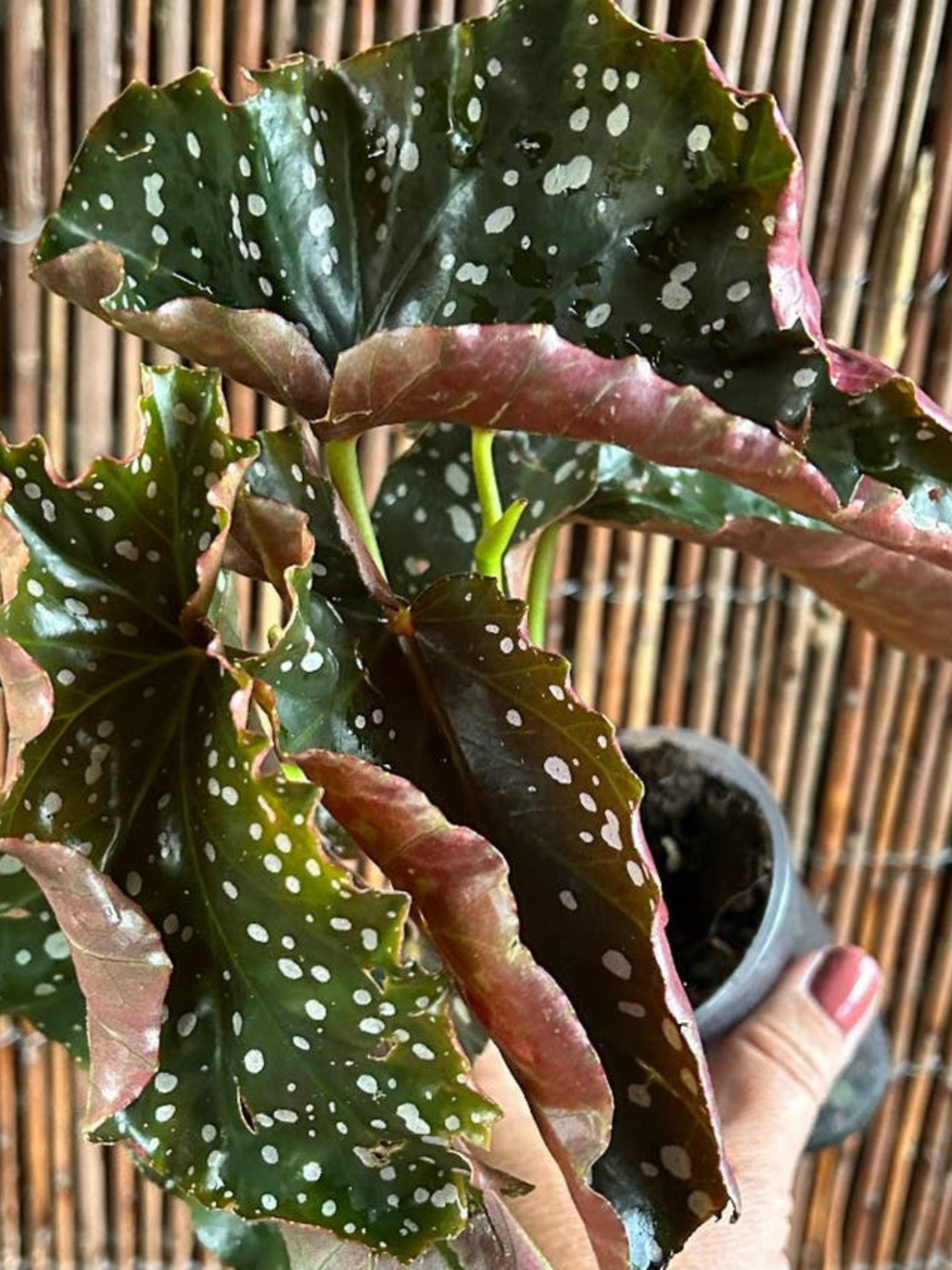 Begonia Cracklin Rosy cutting