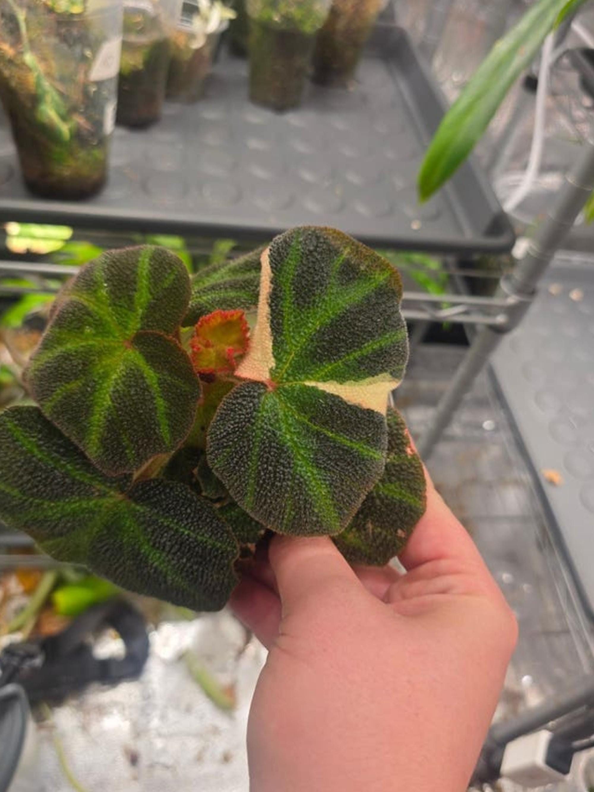 Begonia Soli Mutata Variegata cutting