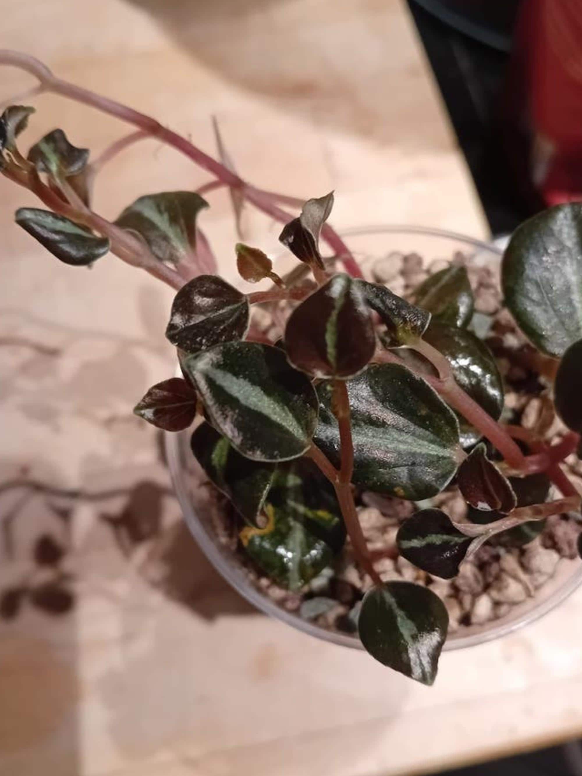 Peperomia Metallica Colombiana cutting