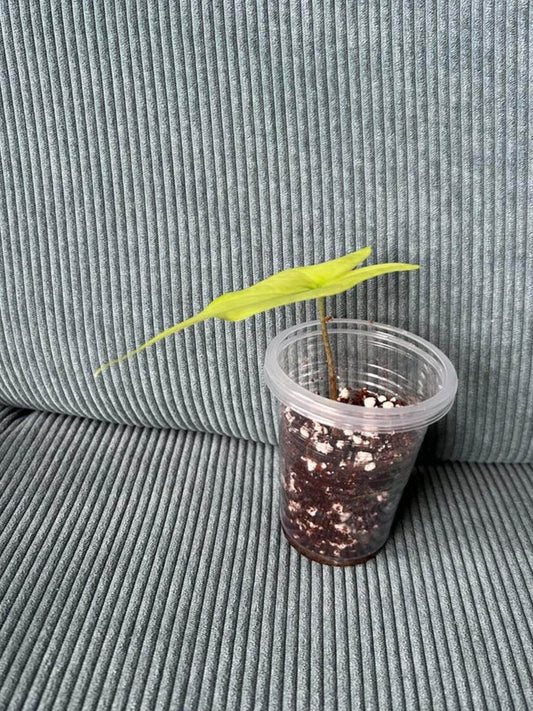 Alocasia Batwing bulb
