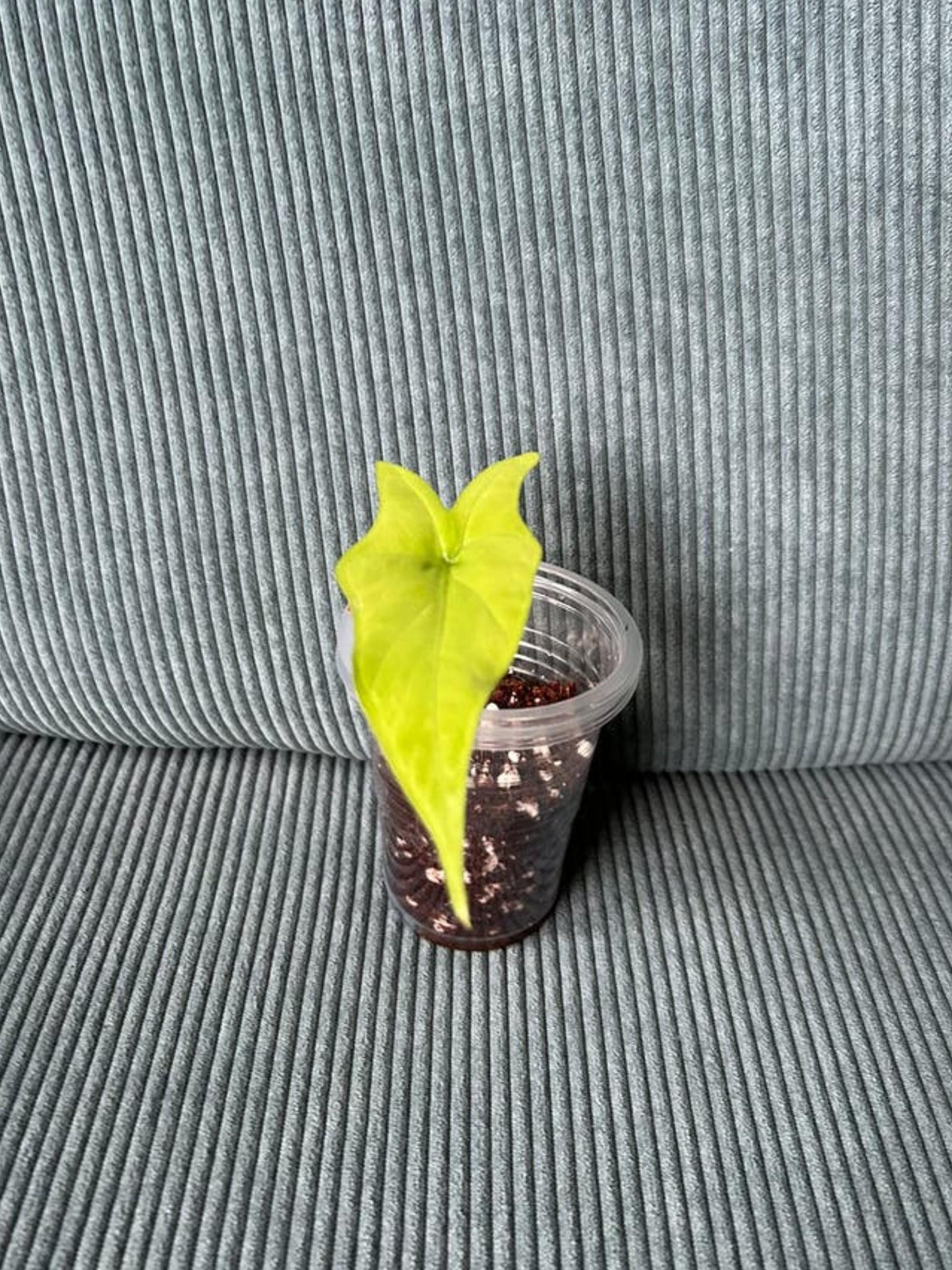 Alocasia Batwing bulb