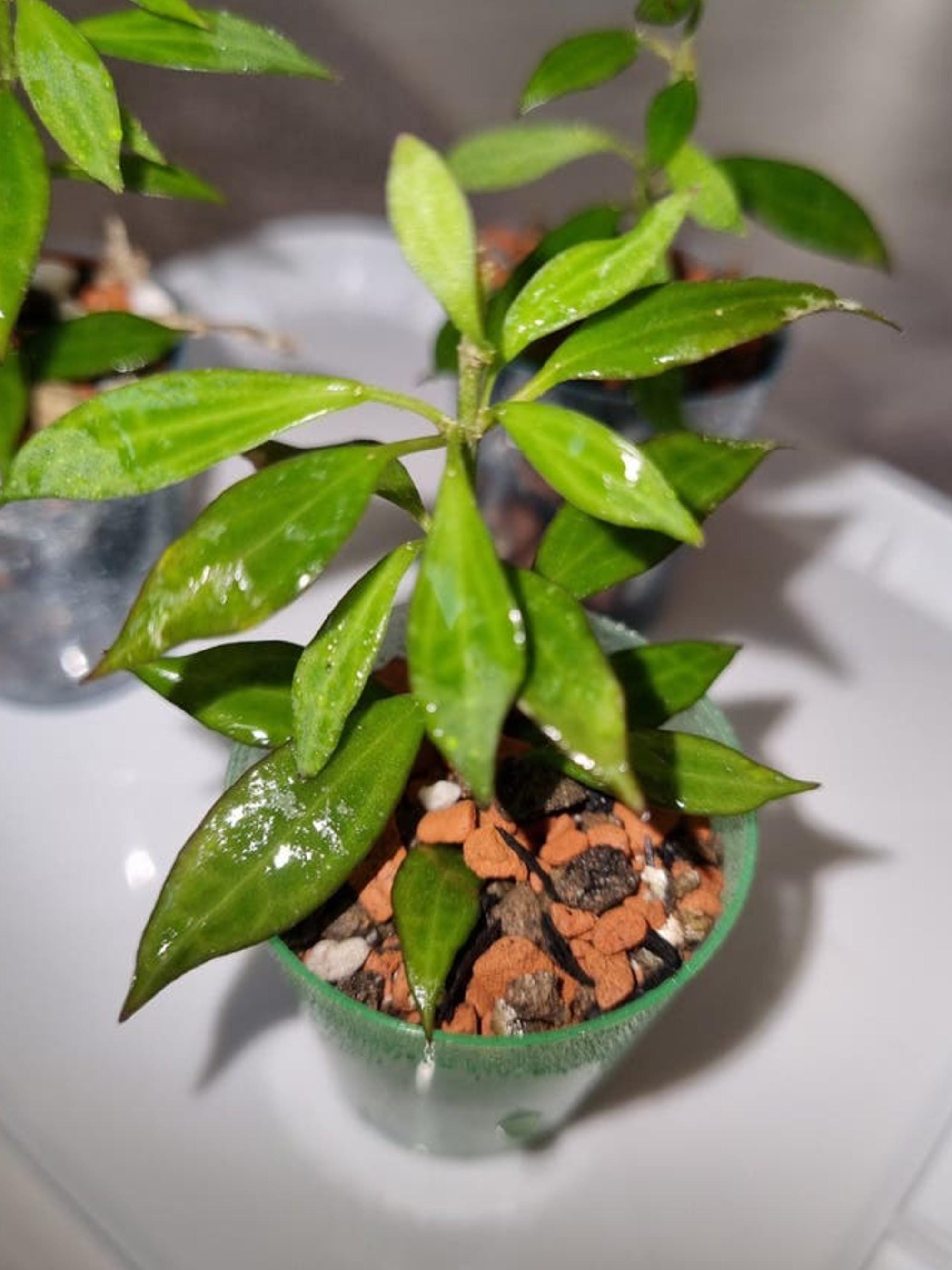 Hoya Micro Dwarf cutting