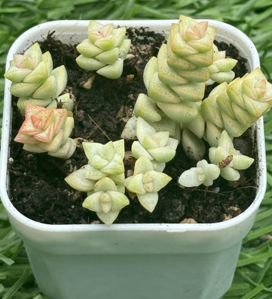 Crassula Marnieriana Variegata cutting
